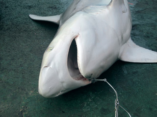 sea fishing, a fisherman caught a white shark. A hook sticks out of its mouth. Environmental...