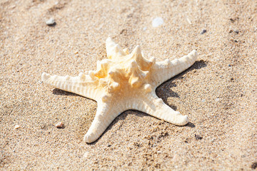 Fototapeta na wymiar deniz yıldızı