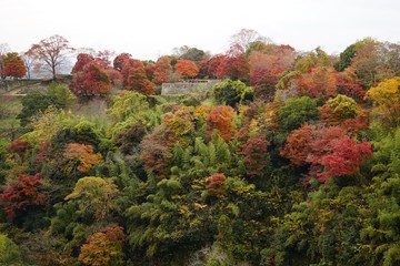 岡城跡の石垣と紅葉のコラボレーションが美しい秋の風景