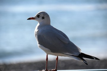 mouette