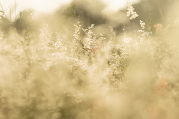 grass flower in nature background