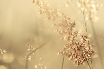 grass flower in nature background