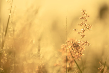 Fototapeta premium grass flower in nature background