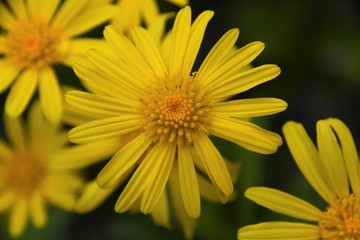 Fleur jaune