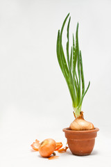 sprouted onions in a pot on a white background