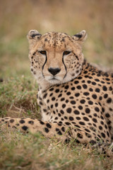 Naklejka na ściany i meble Close-up of cheetah looking at the camera