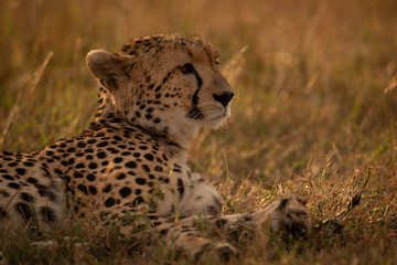 Close-up of cheetah lying in golden light