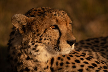 Close-up of cheetah lying in sunset light