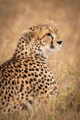 Close-up of cheetah lying in long grass