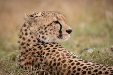 Close-up of cheetah lying with turned head