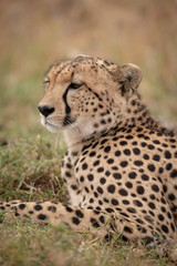 Naklejka na ściany i meble Close-up of cheetah on grass looking ahead