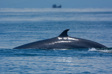 Bryde's whale or the Bryde's whale complex  in the gulf of Thailand.