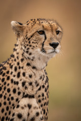 Close-up of head and shoulders of cheetah