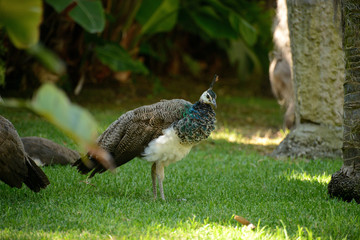 peacock on the background of green grass, zoo