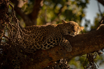 Close-up of leopard lying on branch sleepily
