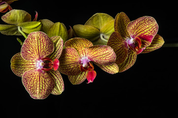 Orchid flowers isolated on black background