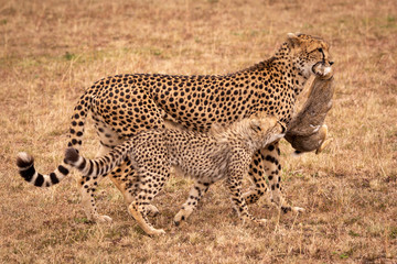 Fototapeta na wymiar Cub bites scrub hare carried by cheetah