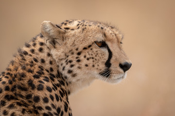 Close-up of sitting cheetah head and shoulders