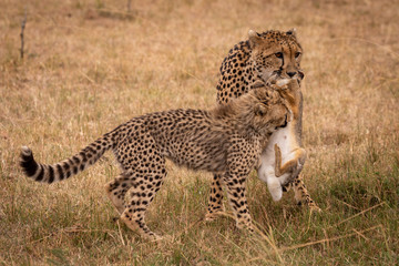 Cub biting scrub hare carried by cheetah
