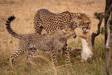 Cub claws scrub hare held by cheetah