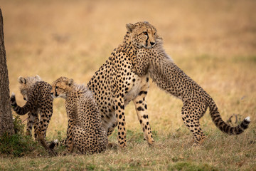 Cub hugs cheetah on grass beside siblings