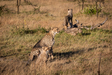 Naklejka premium Cub on log behind cheetah and sibling