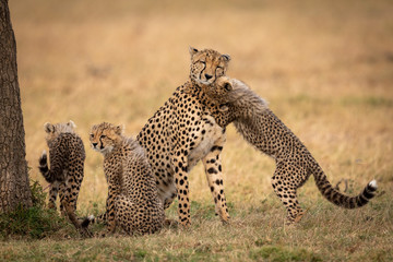 Cub nuzzles cheetah on grass beside siblings
