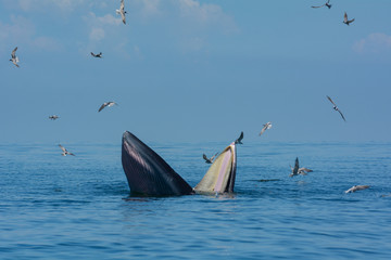Naklejka premium Bryde's whale or the Bryde's whale complex open mouth for eating fish in the sea, with seagulls