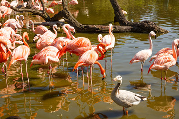 Group of pink flamingos