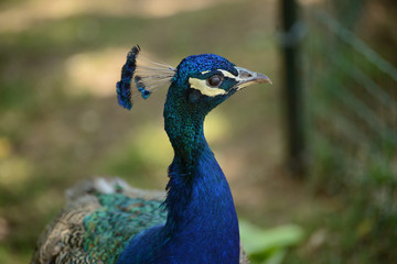 peacock on the background of green grass, zoo