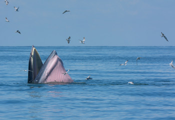 Bryde's whale or the Bryde's whale complex open mouth for eating fish in the sea, with seagulls