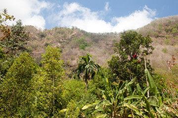 Fototapeta premium Tropical trees on top of the mountain.