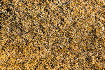 Floor of dark brown dry grass