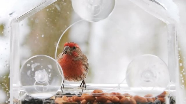 Slow motion closeup of one red male house finch bird sitting perched on window feeder perch, shelling, holding in beak, eating sunflower seeds, falling snow, snowing, winter Virginia