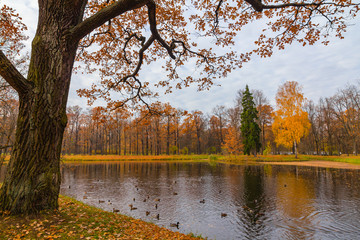 Autumn Pond in Pushkin, St. Petersburg, Russia.