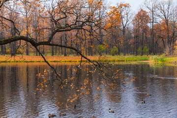 Autumn Pond in Pushkin, St. Petersburg, Russia.