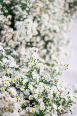 Close up a little white flower and selective focused background for wedding.