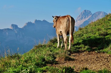 Kuh auf der Alp