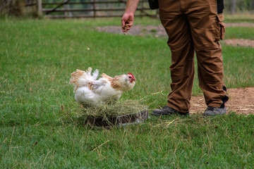 A farmer in the poultry yard feeding millet chicken