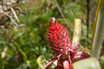 Pineapple flower close-up.