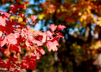Bright colorful autumn
