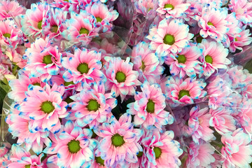 Pink and blue chrysanthemum as a background