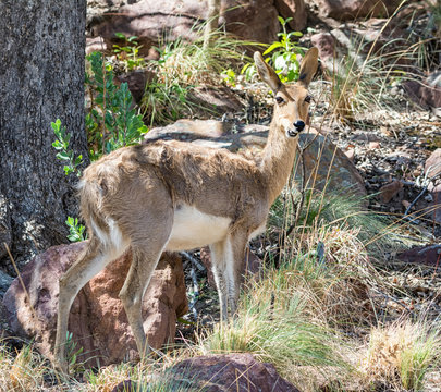 Mountain Reedbuck