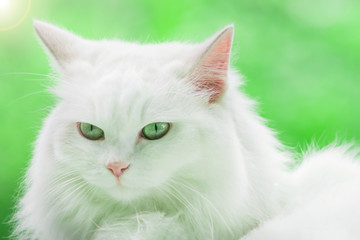 White cat on green background