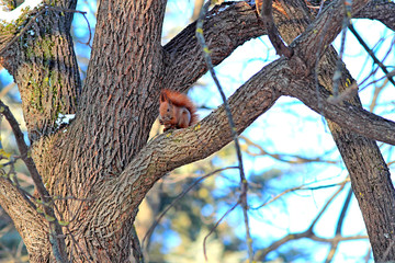squirrel