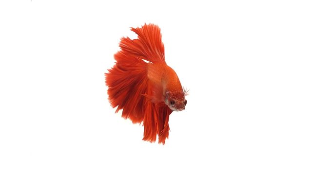 Red orange siamese fighting fish with half moon tail swimming in front of isolated white background.