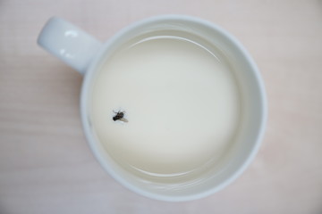 Fly Swimming in Milk