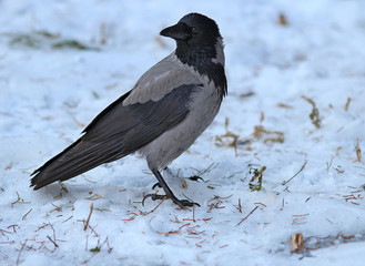 portrait of an arrogant crow