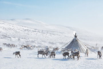 herd of deer near a Nenets chums on a winter day, Yamal, Russia.