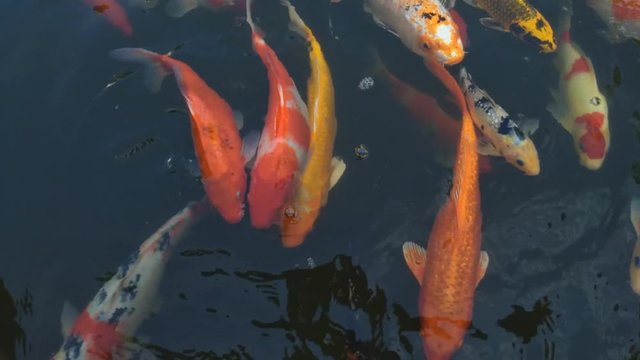 Koi fish, koi, animal, background, white, golden, carp, colorful, red,4k